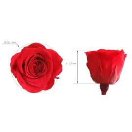 Бутоны розы "Red" (Princess)