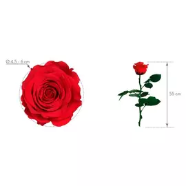 Роза "Red" (Standard)