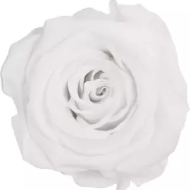 Роза "White" (Standard)