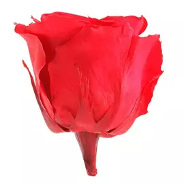 Роза "Red" (Standard)