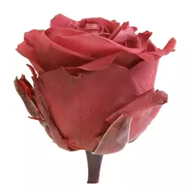 Роза "Cranberry" (Standard)