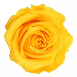 Роза "Warm Yellow" (Standard)