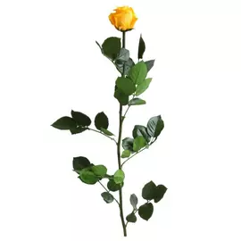 Роза "Warm Yellow" (Standard)