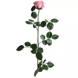 Роза "Pastel Pink" (Standard)
