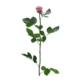 Роза "Cherry Blossom" (Standard)