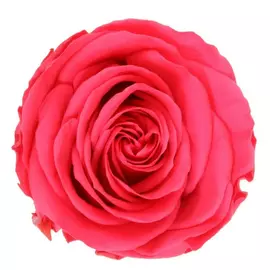 Роза на стебле "Dark Pink" (Standard)