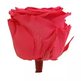 Роза на стебле "Dark Pink" (Standard)