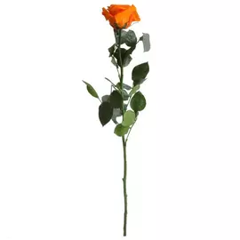 Роза "Orange" (Standard)