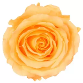 Роза "Peach" (Standard)