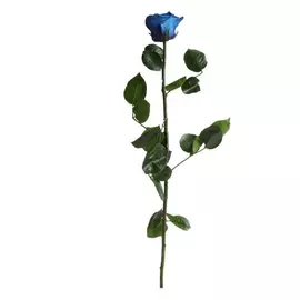 Роза "Dark Blue" (Standard)