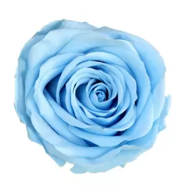 Роза "Light Blue" (Standard)