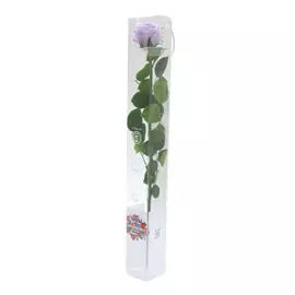 Роза "Lilac" (Standard)