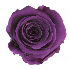 Роза "Purple" (Standard)