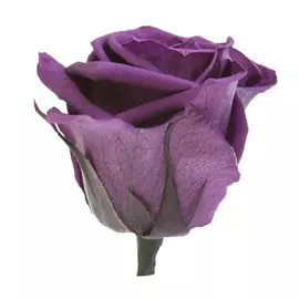 Роза "Purple" (Standard)