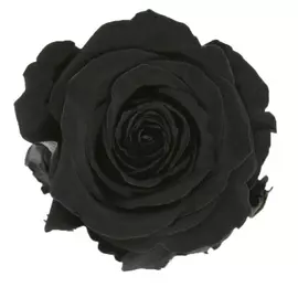 Роза "Black" (Standard)
