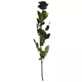 Роза "Black" (Standard)