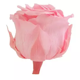Роза "Pastel Pink" (Mini)