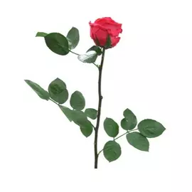 Роза "Dark Pink" (Mini)