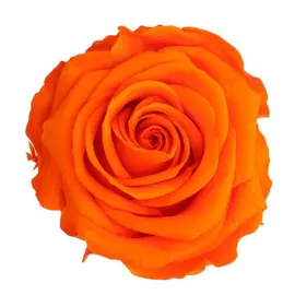 Роза "Orange" (Mini)