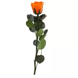 Роза "Orange" (Mini)