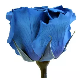 Роза "Dark Blue" (Mini)