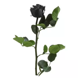 Роза "Black" (Mini)