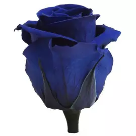 Бутоны розы "Dark Blue" (Medium)