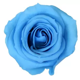 Бутоны розы "Light Blue" (Medium)