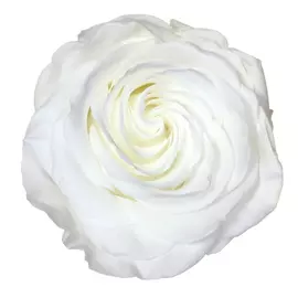 Бутоны розы "White" (Premium)