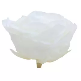 Бутоны розы "White" (Premium)