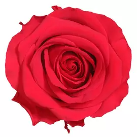 Бутоны розы "Red" (Premium)