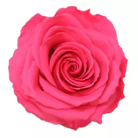 Бутоны розы "Dark Pink" (Premium)