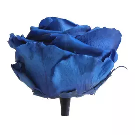Бутоны розы "Dark Blue" (Premium)