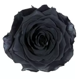 Бутоны розы "Black" (Premium)