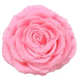 Бутон розы "Bridal Rose" (King)