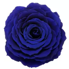 Бутон розы "Dark Blue" (King)