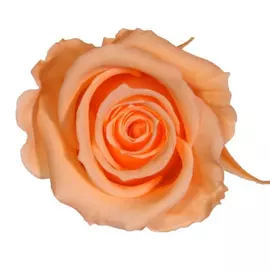 Бутоны розы "Peach" (Mini)