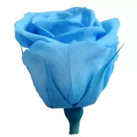 Бутоны розы "Light Blue" (Mini)
