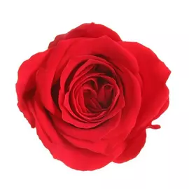Бутоны розы "Red" (Princess)