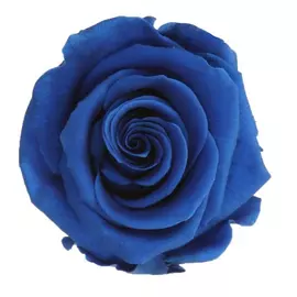 Бутоны розы "Dark Blue" (Princess)