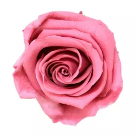 Бутоны розы "Cherry Blossom" (Standard)