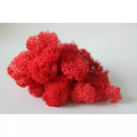 Стабилизированный мох "Lichen" Red 1кг