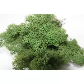 Стабилизированный мох "Lichen" Dark Green 1кг