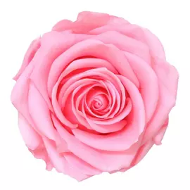 Роза на стебле "Pastel Pink" (Premium)