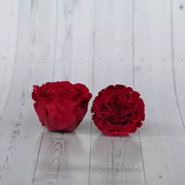 Бутоны розы садовой "Light Red"