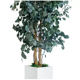 Тополь "Populus tree" 130 см