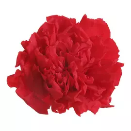 Бутоны гвоздики "Red" (Carnation)