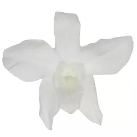 Бутоны орхидеи "Blanco" Dendrobium