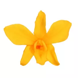Бутоны орхидеи "Amarillo Calido" Dendrobium
