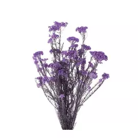Озотамнус "Helychrisium Diosmifolium Natural" (Lilac) (30-60)